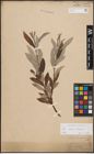 Foto von Salix caprea L. x Salix eleagnos Scop.